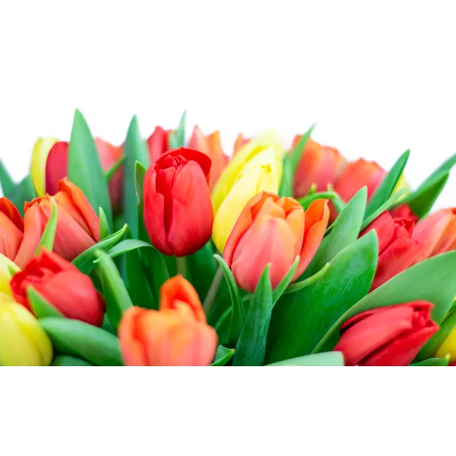 Bouquet of tulips